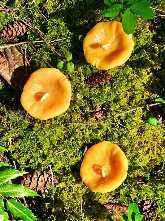 Mushroom Friend Chanterelle Beeswax Candle