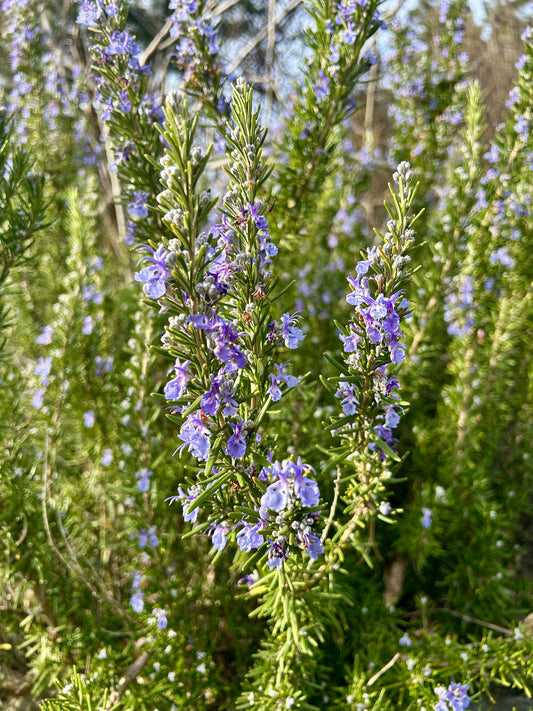 Rosemary plant with purple flowers.