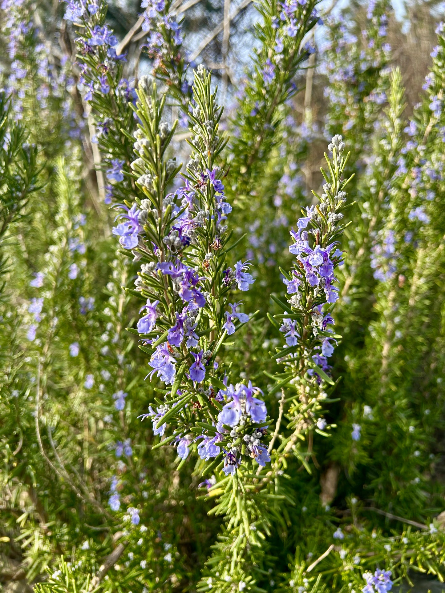 Rosemary plant with purple flowers.
