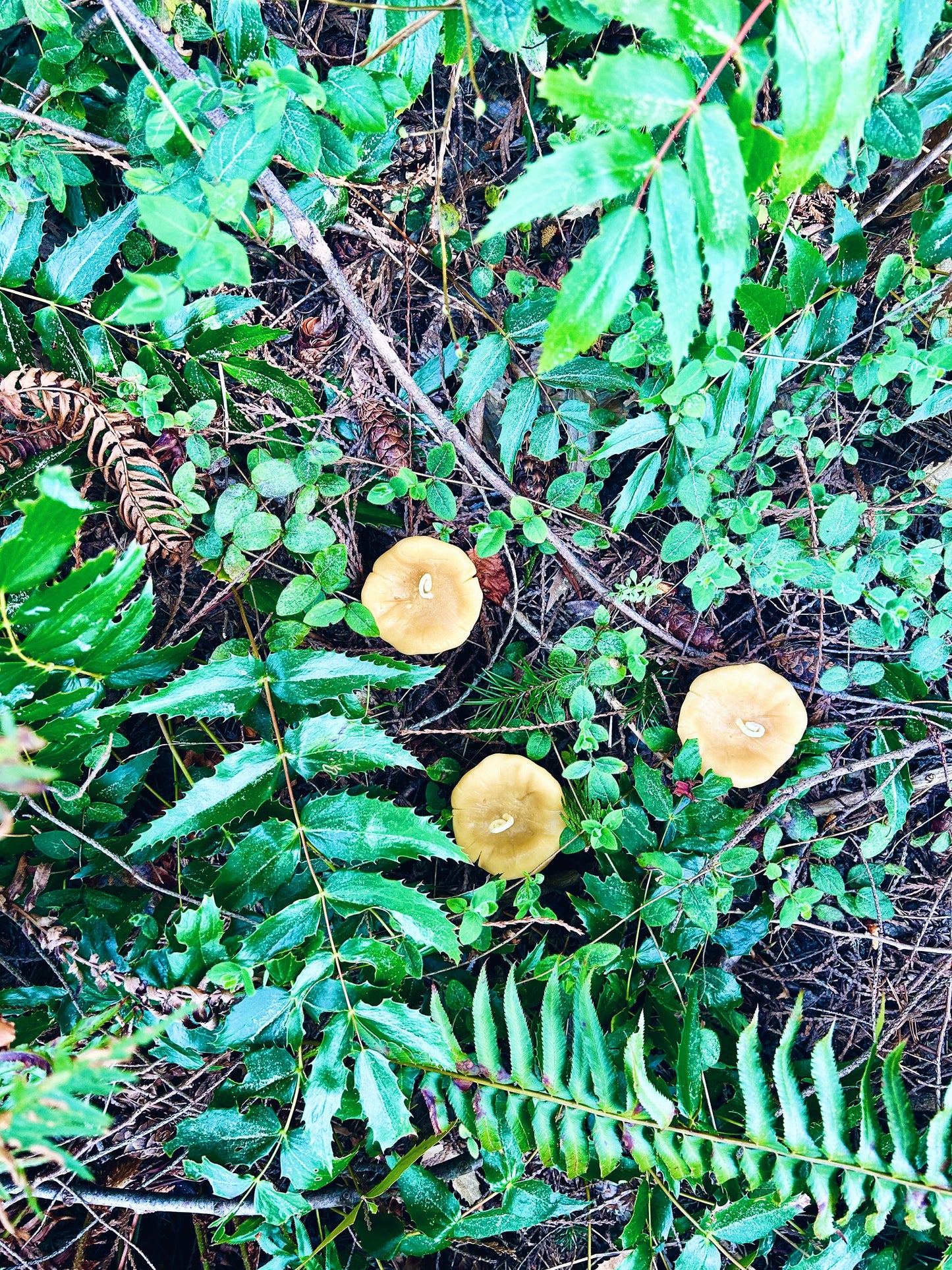 Mushroom Friend Chanterelle Beeswax Candle