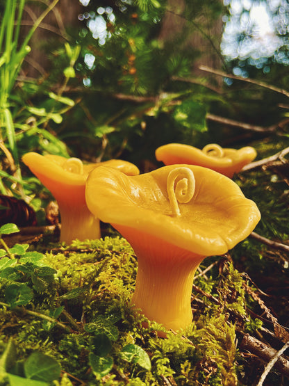 Mushroom Friend Chanterelle Beeswax Candle