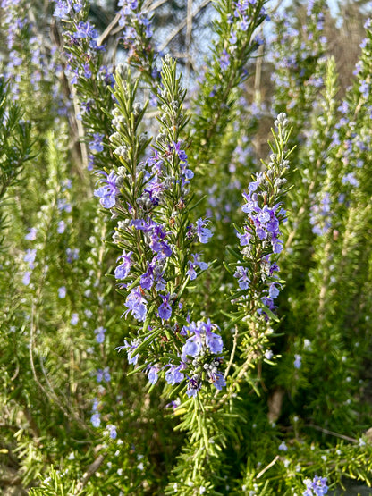 Rosemary plant with purple flowers.